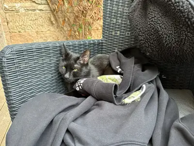Schwarzes Kätzchen in einem Kapuzenpullover