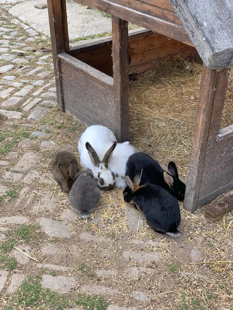 Kaninchen fressen am Strohunterstand