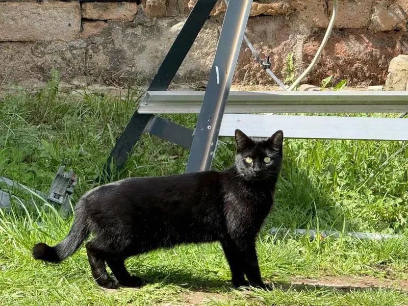 Schwarze Katze auf der Wiese