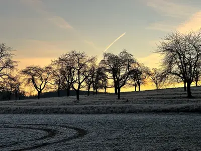 Obstbäume bei Sonnenuntergang auf einer frostigen Wiese