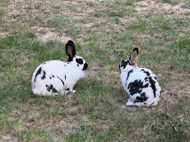 Zwei Kaninchen auf der Wiese der KniSi-Ranch